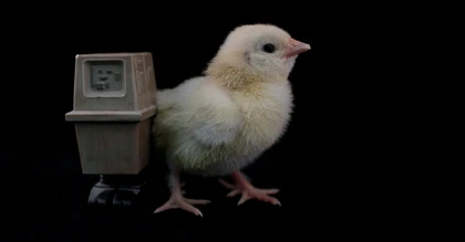 Cat “turned on” a heater, and chicks “pulled” a robot: unusual experiments that still provoke debate